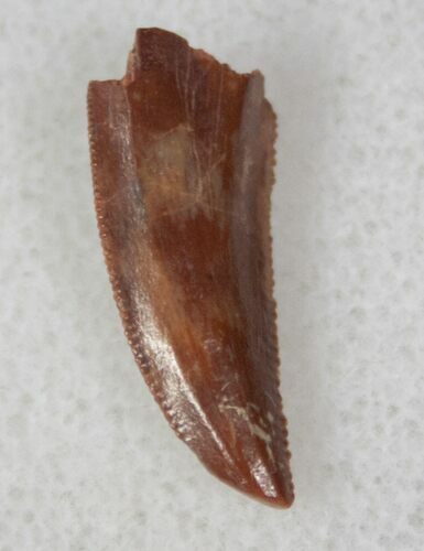 Quality Raptor Tooth From Morocco - #13232